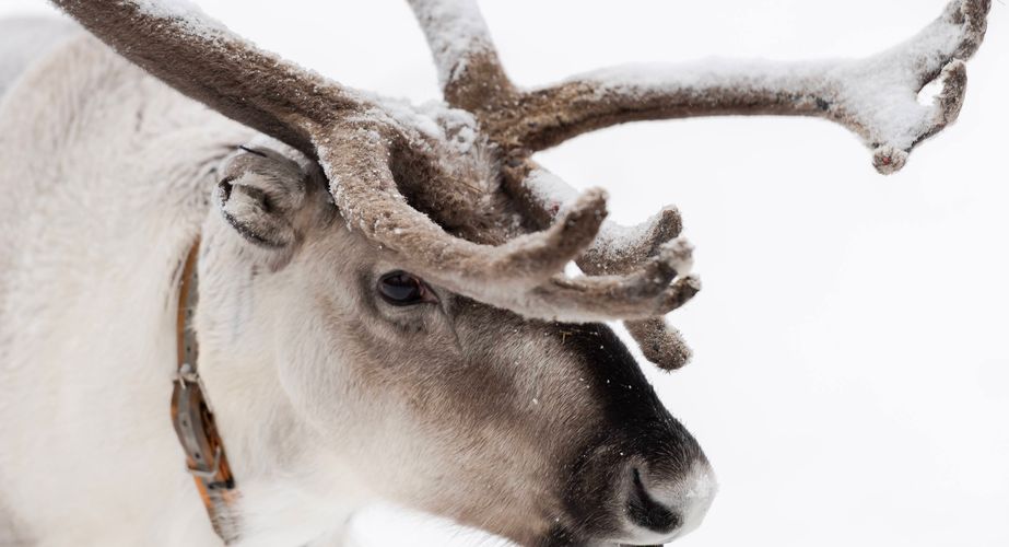 Excursie rendierboerderij